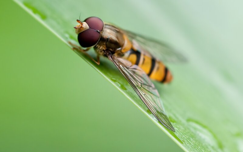 Hoverfly on Green Leaf — Calm