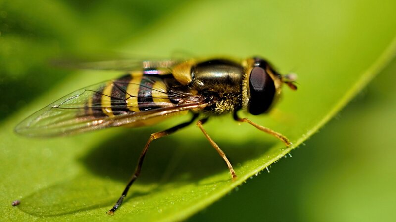 Hoverfly on Green Leaf — Natural, Afternoon, Photograph, Insect
