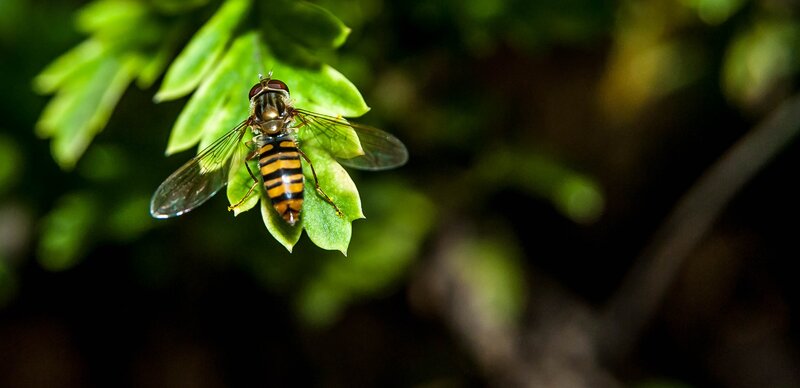 Hoverfly on Green Leaf — Natural, Afternoon, Photograph