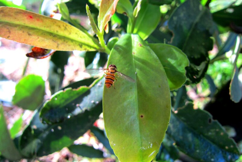 Hoverfly on Green Leaf — Natural, Afternoon