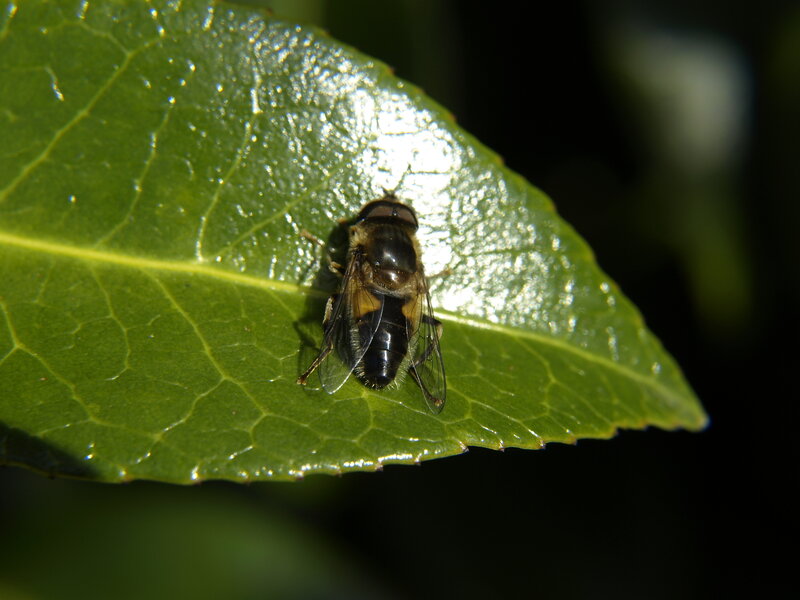 Hoverfly on Green Leaf — Natural