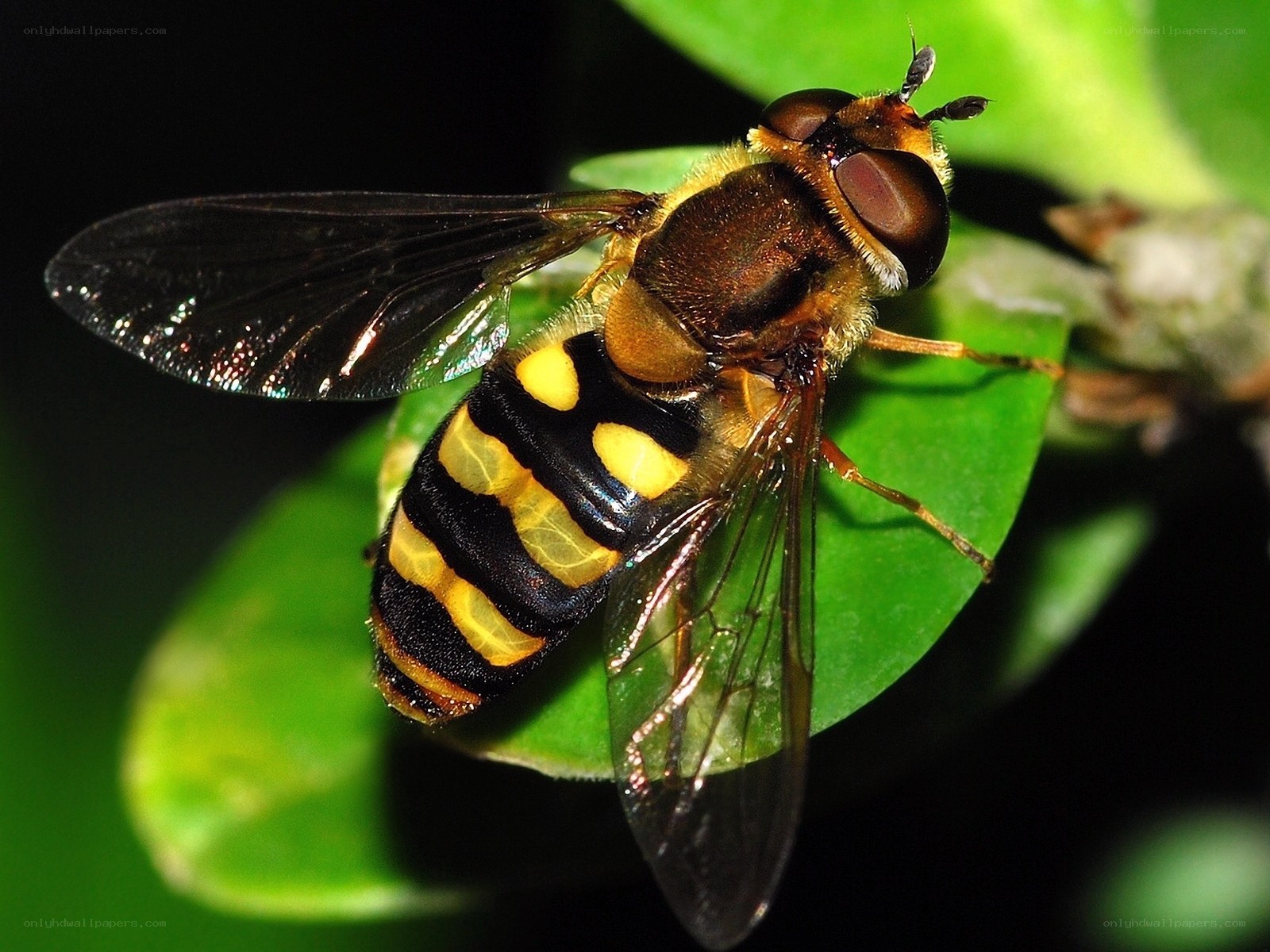 hoverfly on green leaf