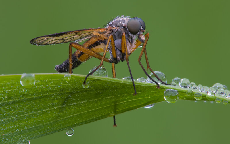 Hoverfly on Leaf — Green, Calm