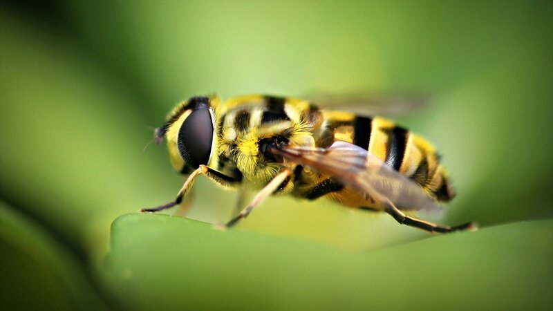 Hoverfly on Leaf — Green, Natural, Photograph, Insect, Yellow, Black