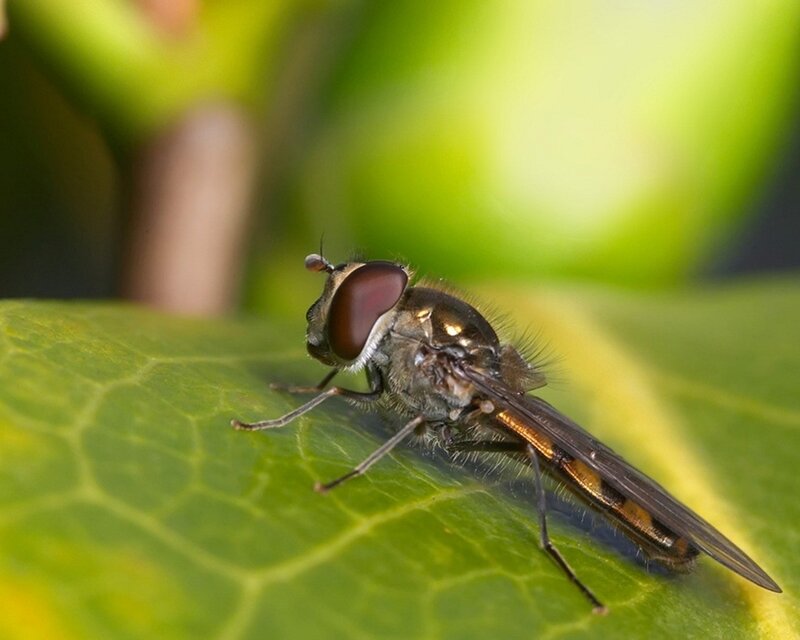Hoverfly on Leaf — Green, Natural, Photograph