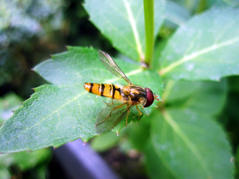 Hoverfly on Leaf — Green, Natural