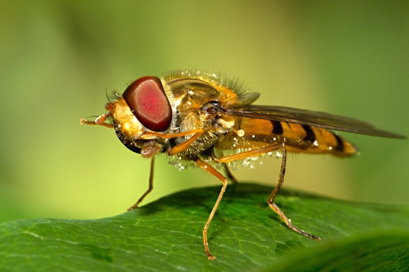 Hoverfly on Leaf