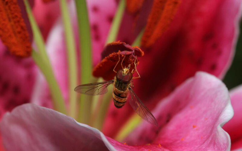 Hoverfly on Lily