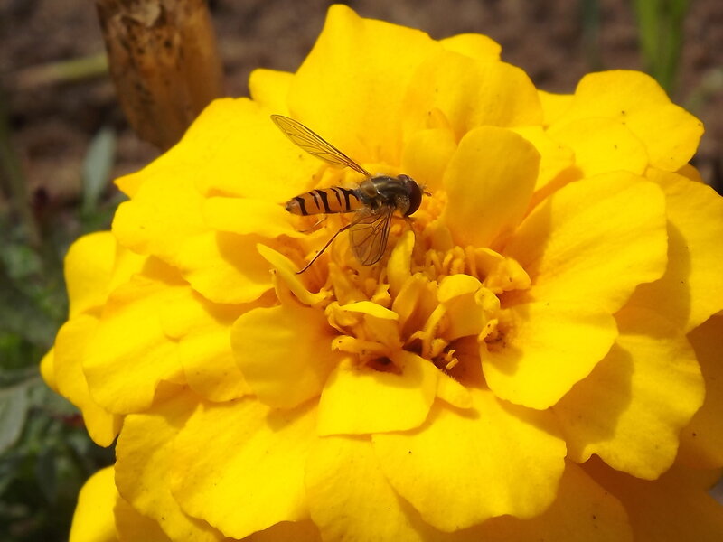 Hoverfly on Marigold