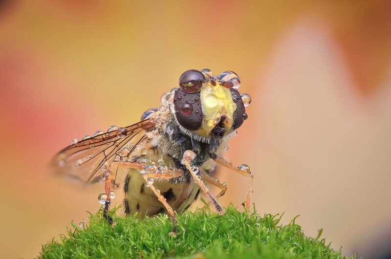 Hoverfly on Moss