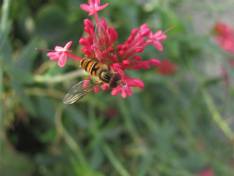 Hoverfly on pink flower