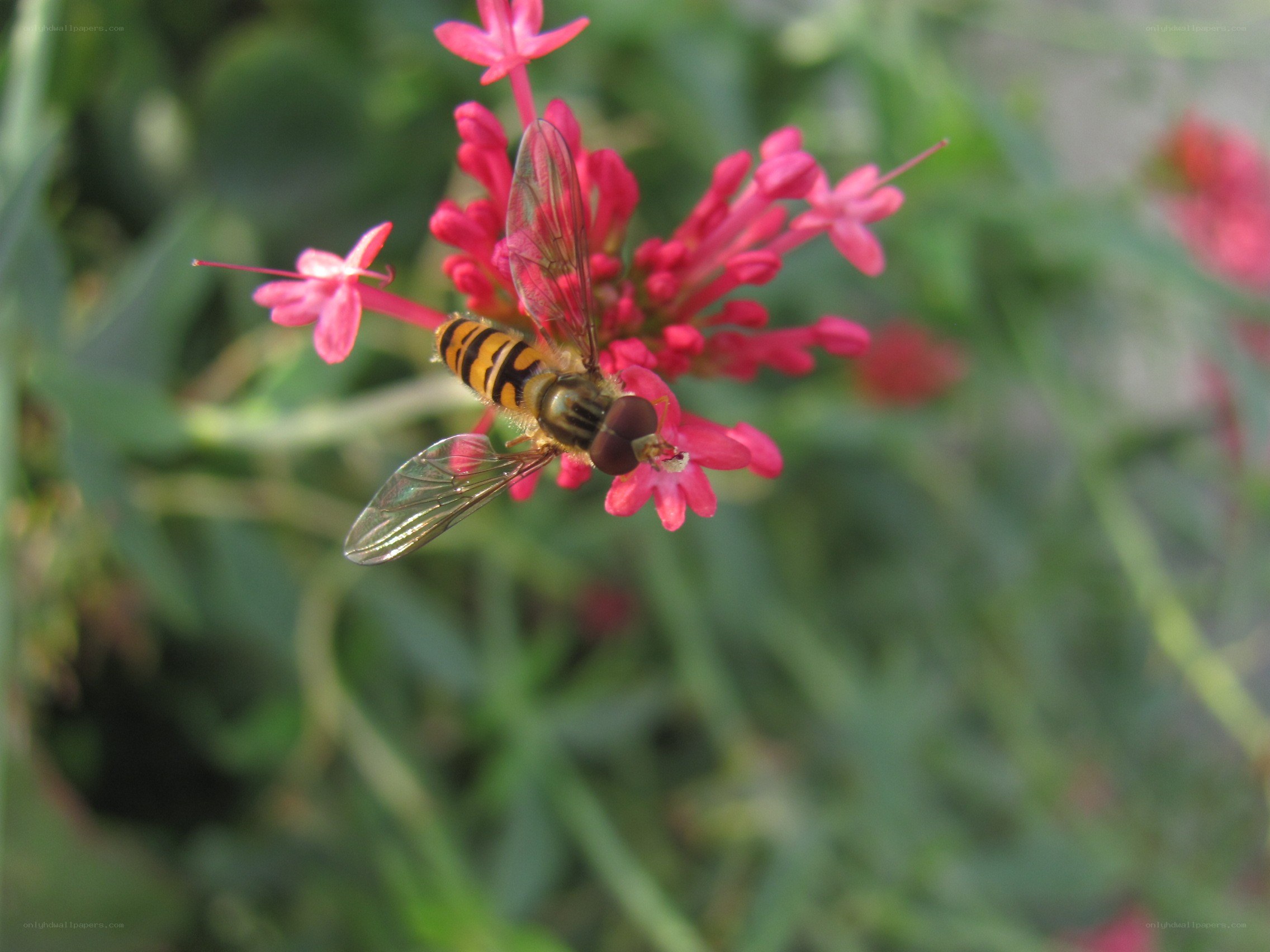 Hoverfly on pink flower