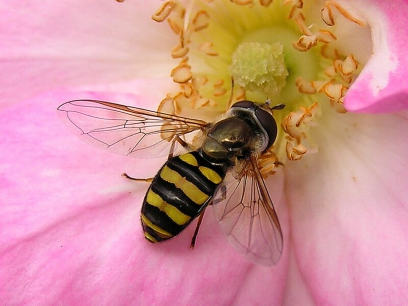 hoverfly on pink flower