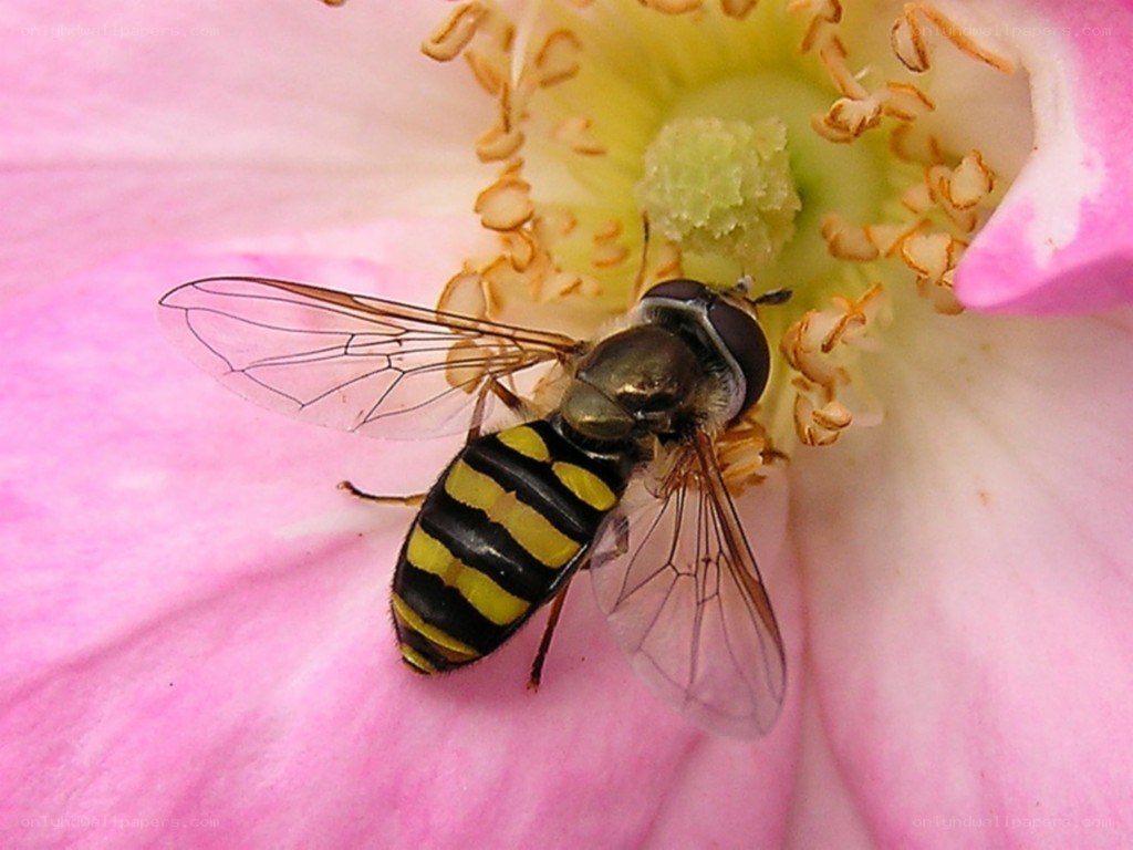 hoverfly on pink flower