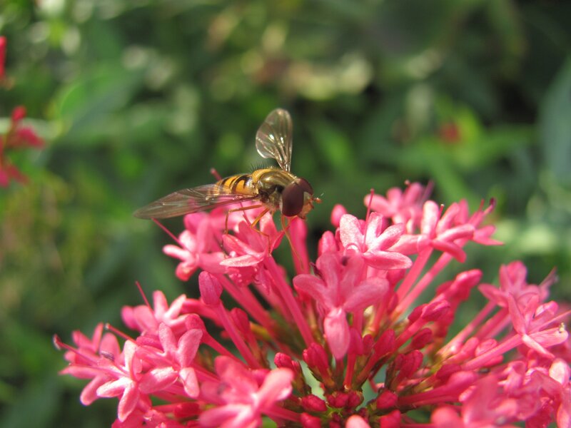 Hoverfly on Pink Flower — Calm, Afternoon, Photograph, Insect, Green Leaves