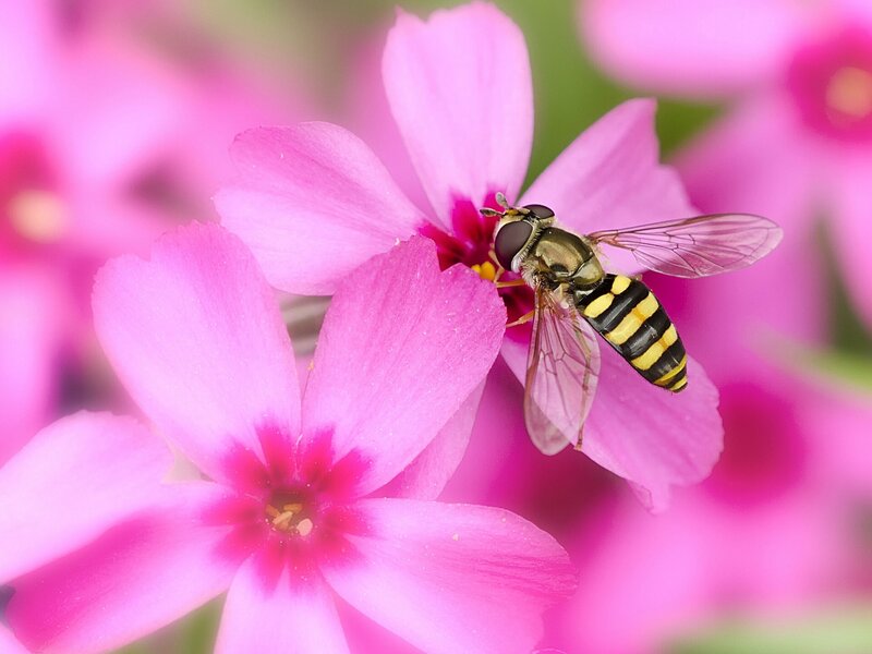 Hoverfly on Pink Flower — Calm, Spring