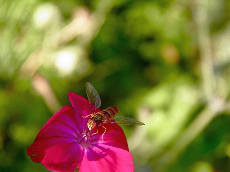 Hoverfly on Pink Flower — Calm
