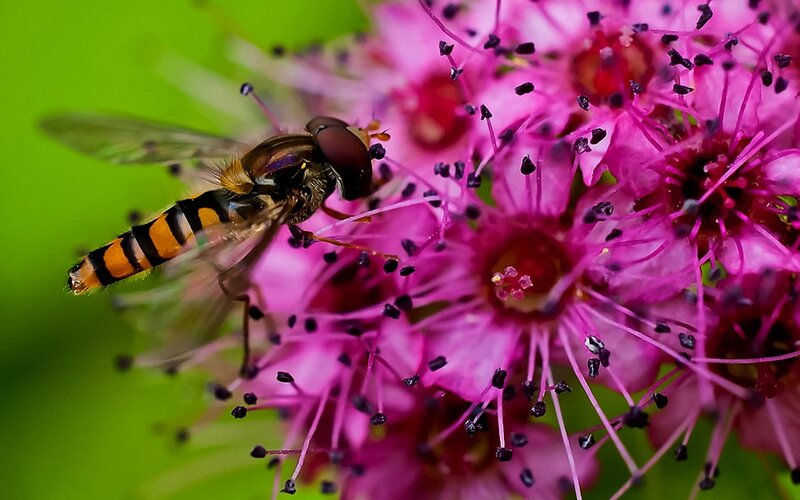 Hoverfly on Pink Flower — Natural