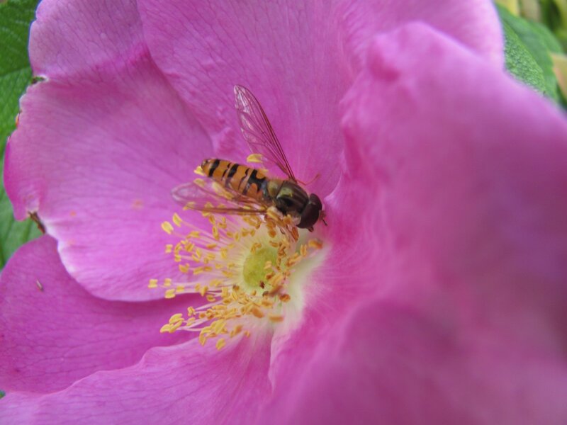 Hoverfly on pink flower