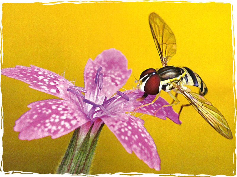 Hoverfly on Pink Flower — Yellow
