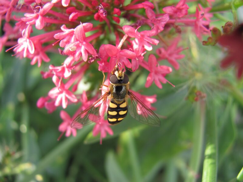 Hoverfly on pink flowers