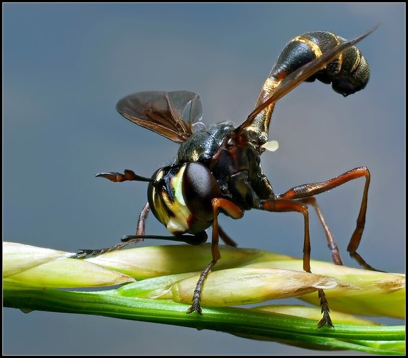 hoverfly on plant stem