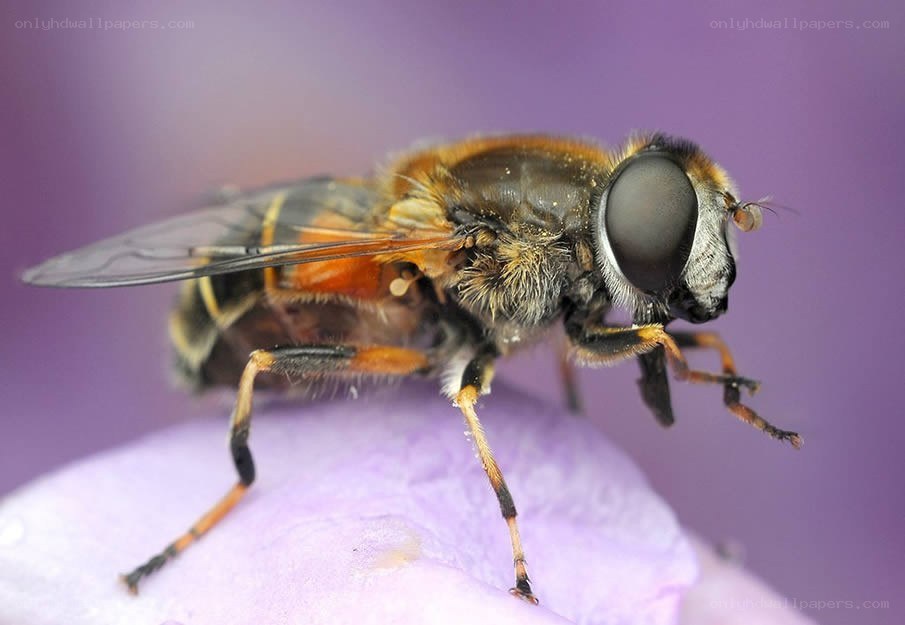hoverfly on purple flower
