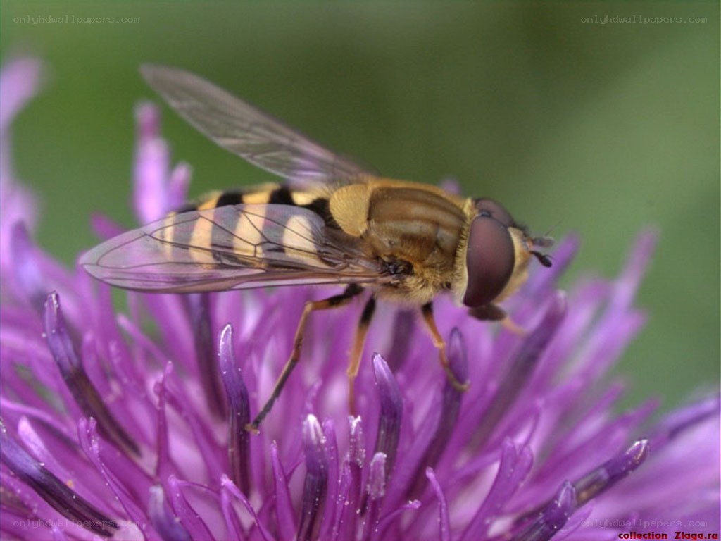 hoverfly on purple flower