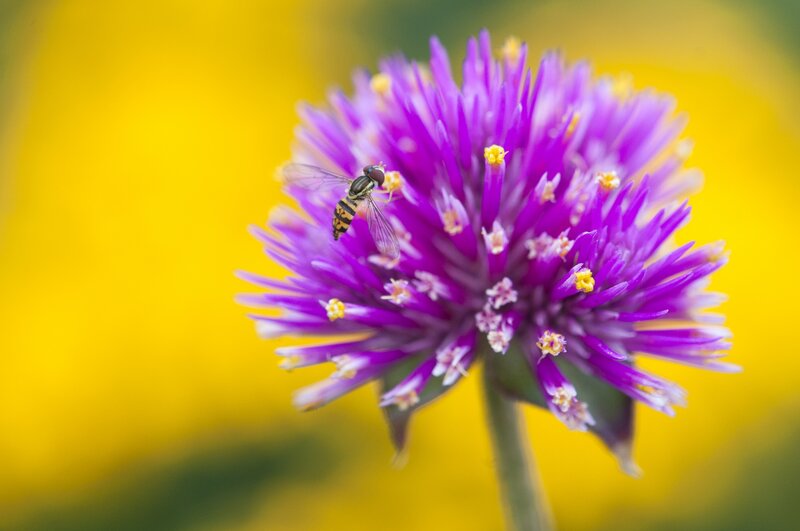 Hoverfly on Purple Flower — Calm, Afternoon, Photograph, Insect