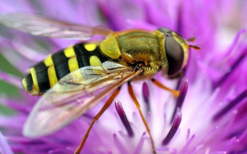 Hoverfly on Purple Flower — Calm, Afternoon, Photograph