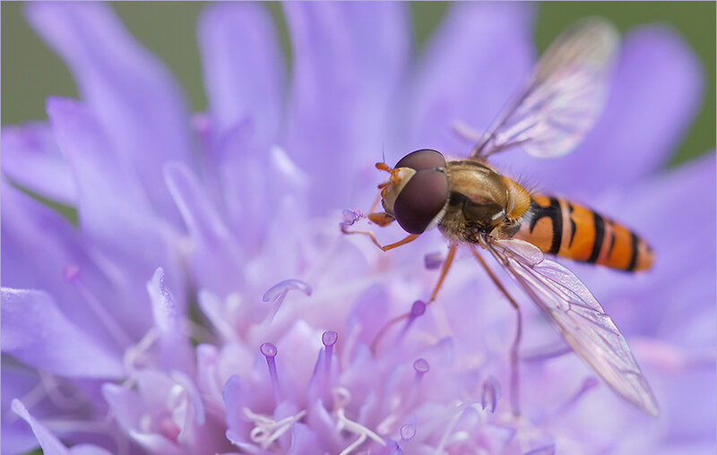 Hoverfly on Purple Flower — Calm, Afternoon