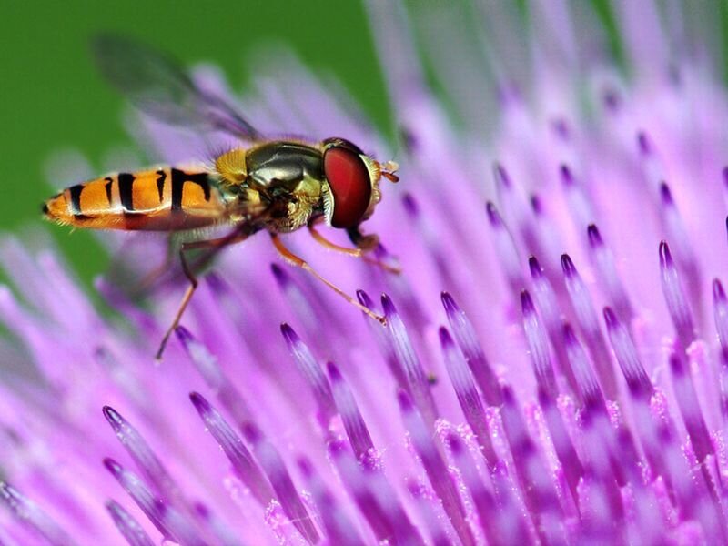 Hoverfly on Purple Flower — Calm