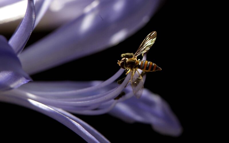 Hoverfly on Purple Flower — Dramatic, Photograph
