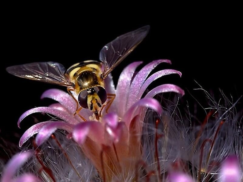 Hoverfly on Purple Flower — Dramatic