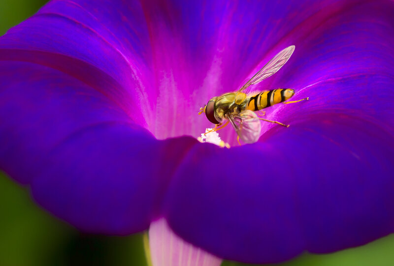 Hoverfly on Purple Flower — Vibrant