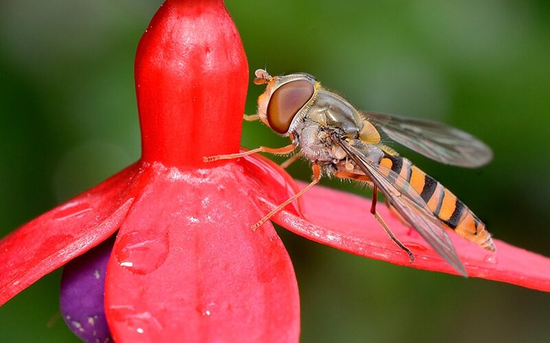Hoverfly on Red Flower — Natural