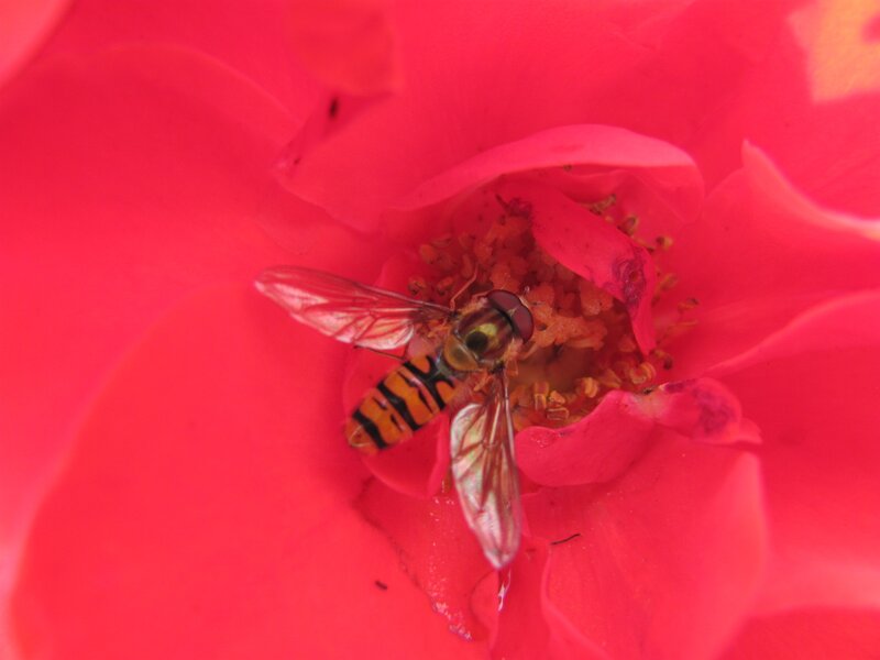 hoverfly on red flower