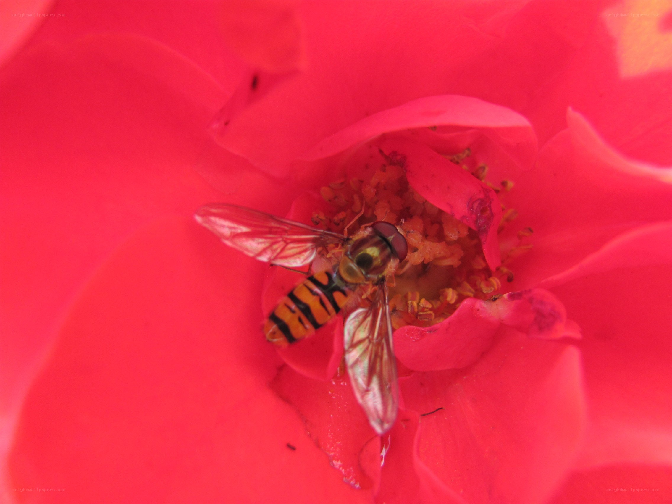 hoverfly on red flower