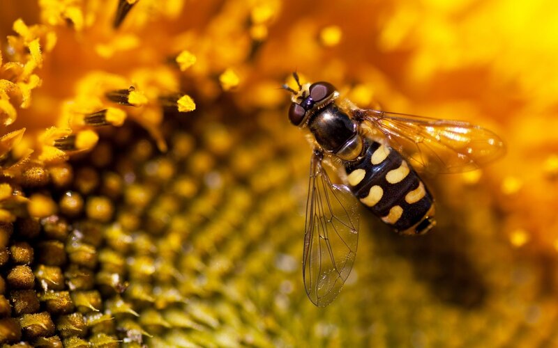 Hoverfly on Sunflower — Yellow, Natural, Afternoon