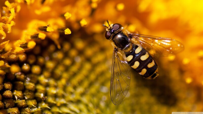 Hoverfly on Sunflower — Yellow, Natural