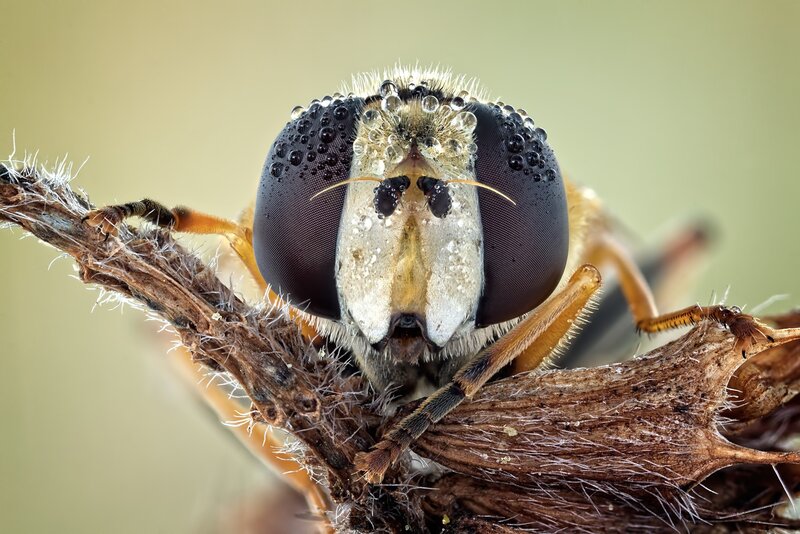 Hoverfly on Twig