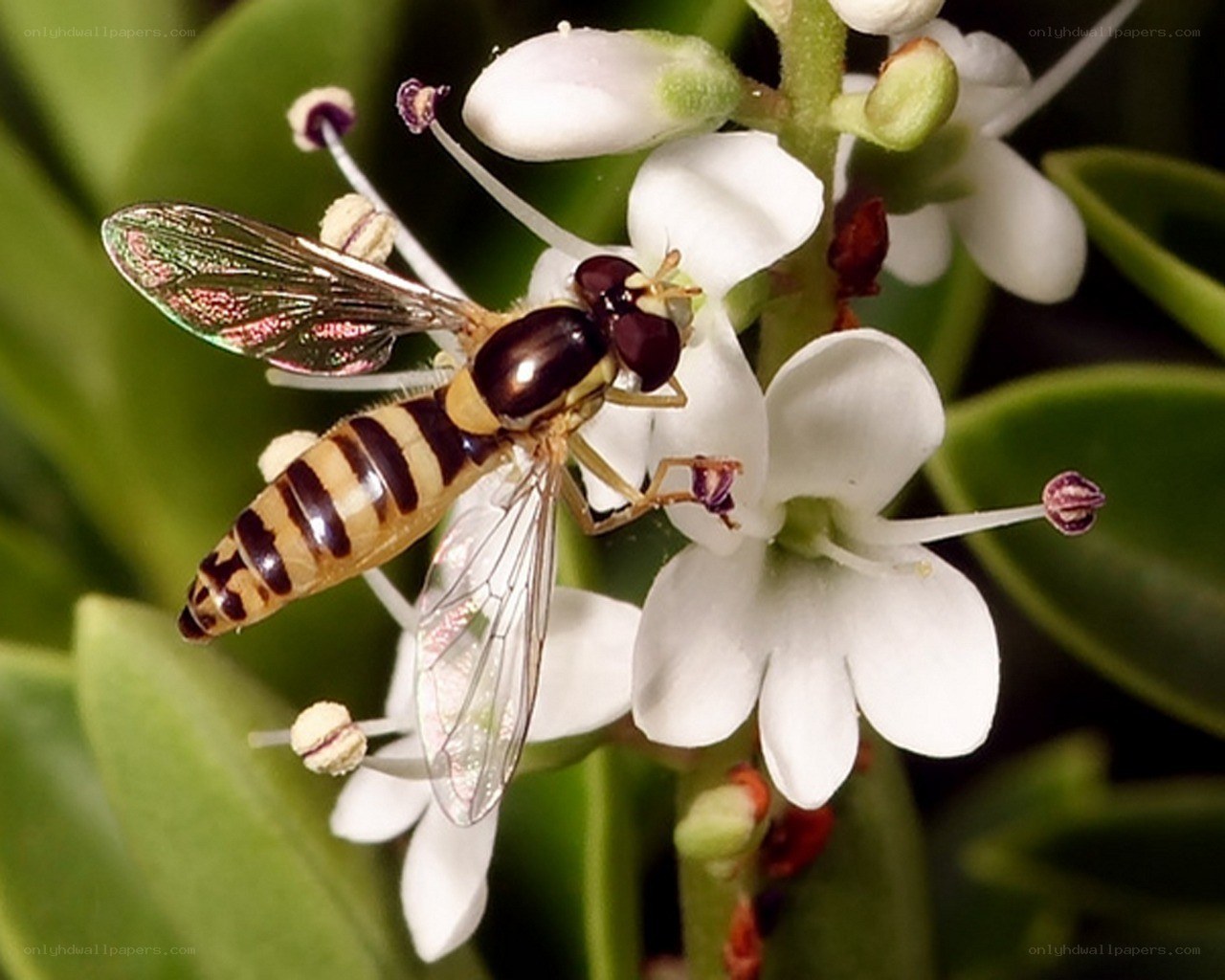 Hoverfly on white flower