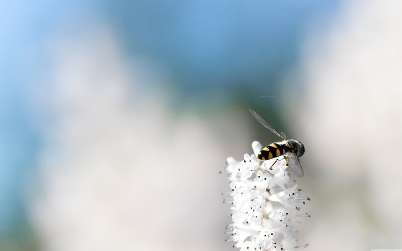 Hoverfly on White Flower — Serene