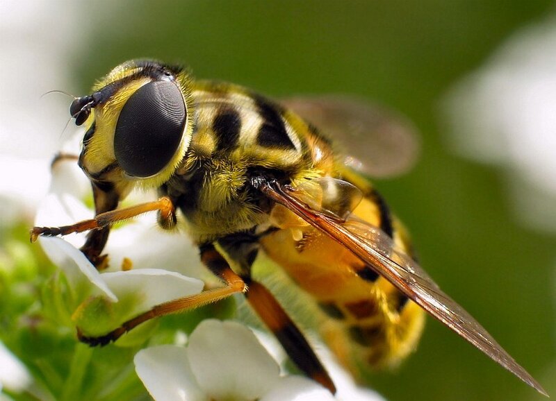 Hoverfly on white flower