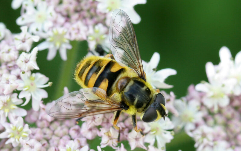 Hoverfly on white flowers