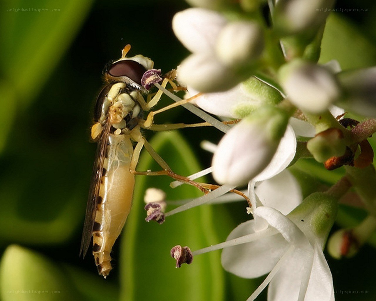 Hoverfly on white flowers