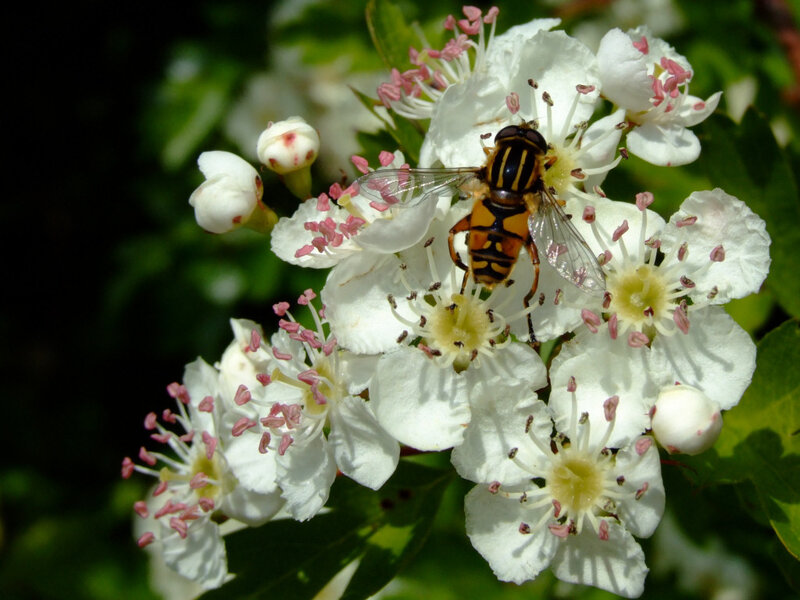 hoverfly on white flowers