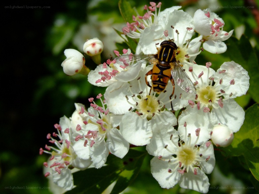hoverfly on white flowers