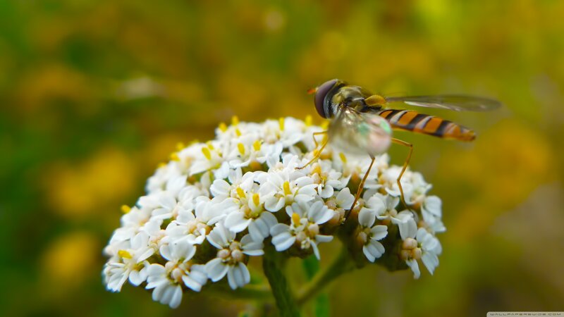Hoverfly on White Flowers — Calm