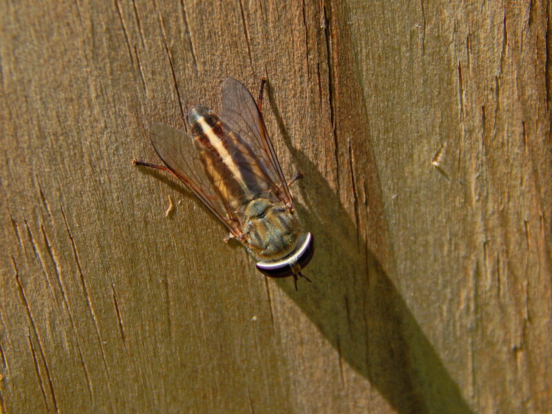 Hoverfly on Wood